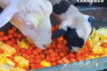 农户回应用榴莲喂羊称能去膻：主营水果零售，破损、死包的榴莲从不售卖，全都喂羊