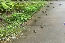 暴雨后现鱼群赶路 官方:自然现象 过山鲫鱼集体迁移
