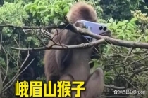 游客拿假蛇防峨眉山猴子 以蛇治猴妙招走红