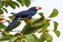 高三学生求拆鸟巢被校长温柔劝解 学会与自然共处