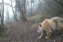 全球唯一白色野生大熊猫影像公开 珍贵资料揭示生态秘密