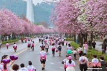 柳州全民跑开跑 紫荆花海迎跑者