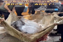 3人5小时钓560斤金枪鱼 深海巨物引围观