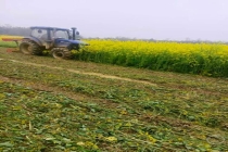 约30亩即将成熟油菜被农机压毁 租金纠纷引发争议