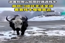游客爬山如厕遇牦牛：厕所门无法关闭 牦牛好奇靠近无攻击