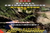 广东一村遭大风袭击 大树被连根拔起 多棵百年老树倒伏