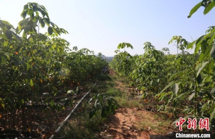 中国橡胶树“北上”新突破:种植区域拓展至北纬25度
中国橡胶树“北上”新突破:种植区域拓展至北纬25度