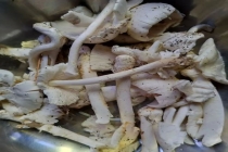 男子一碗蘑菇汤下肚把自己吃进ICU 误食毒菇险丧命