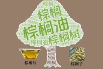 在马棕油多空共识撕裂的缝隙中，谁在博弈“能源属性”的二次重估？