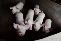 猪价“猛烈下跌” 再次跌破新低 养猪户难眠