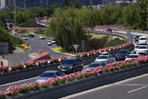 北京美出圈的月季叫约定 花海装点城市