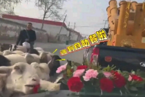 婚车遇羊群“抢亲”！头车鲜花惨遭啃食，网友：喜气羊羊好彩头