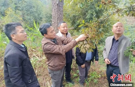 
                    广西乡土珍贵树种造林需求获支撑 两个新建种子园投产
               