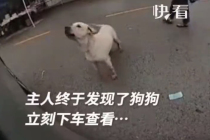 “真的是你！” 狗狗失踪半年后街上遇到主人追车相认