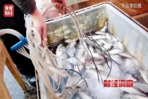 重庆回应活鱼被麻醉 市场乱象引关注