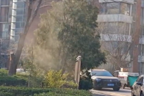 花粉季过敏人在北京有多崩溃 原来花粉过敏的元凶不是花是树