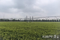 河北小麦灌浆期喜逢“及时雨” 利好粮食生产