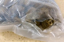 近两斤大麻卷入婴儿毛毯过关被查获 深圳海关严查毒品走私