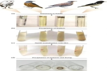 鸟的羽毛颜色越深飞起来越费劲吗 色素重量的秘密