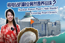 核电站的副业竟然是养珍珠？