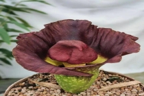 广州一植物时隔4年再次开花 奇花盛放引关注