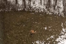 小猫从质疑到相信只用了一秒 信任的温暖旅程