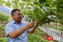 6月樱桃7月鲜梨，8月葡萄9月脆柿，从银行辞职的这位“新农人”，种出高品质水果引领产业升级