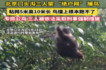北京3人设绝户网捕鸟被警方控制