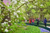 北京最美园路总长度超7400米 串联70处景点迎春花期