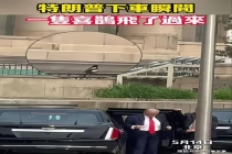 特朗普下车瞬间一只喜鹊飞了过来 吉祥寓意引关注