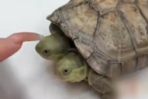 男子饲养“双头龟” 吃饭都像在吵架 罕见生物引热议