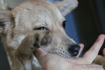 一条疯狗冲进家中咬人被老人打晕 自保行为获法律支持