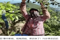 70岁种杨梅奶奶崩溃到哭 谣言重创果农生计
