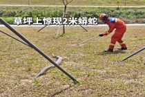 大蟒蛇河边晒太阳被抓捕 巨蟒现身引市民报警