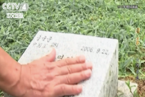 这片墓碑没有名字只有编号！他们的墓石全部面向中国