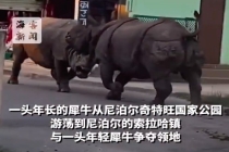 两犀牛在尼泊尔街头激烈搏斗：相互追逐反复冲撞 围观者纷纷避让