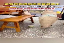 女子餐馆内用餐碗喂狗 无视他人提意见 商家回应已处理
