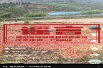 四川攀枝花桃子烂地里不实：残次果被误传