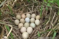 以为是普通野鸟 一查竟是“国宝” 意外捡蛋成保护模范