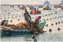 从一条海带的“旅程”看海洋经济向“新”力