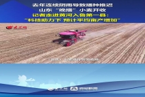 直击黄河入鲁第一县麦收现场 科技助力稳产增产