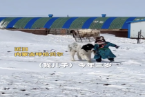 狗狗在雪地和3岁小主人玩闹 有爱互动惹人笑