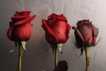 气血不通人会变“丑” 气血不畅毁“颜值”