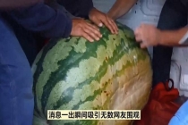 130斤的巨型西瓜曾拍卖到1.3万元 农业精品的展示名片