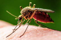 今年蚊子史诗级加强，为啥灭不掉？