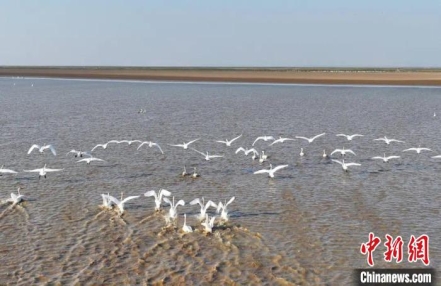 
                    超60万只！江西鄱阳湖迎来候鸟迁徙高峰
               