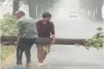 夫妇暴雨中徒手移开折断大树 凡人善举温暖人心