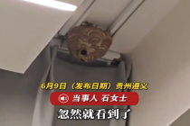 女子打扫卫生发现阳台窗帘后马蜂筑：长期未关窗，早出晚归未能及时察觉