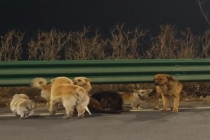 现实版“汪汪队大逃亡”上演 狗狗结伴穿越17公里返家