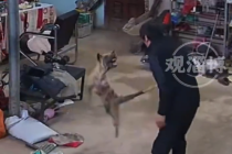 疯狗冲进家中咬人老人将狗打晕 医生提醒